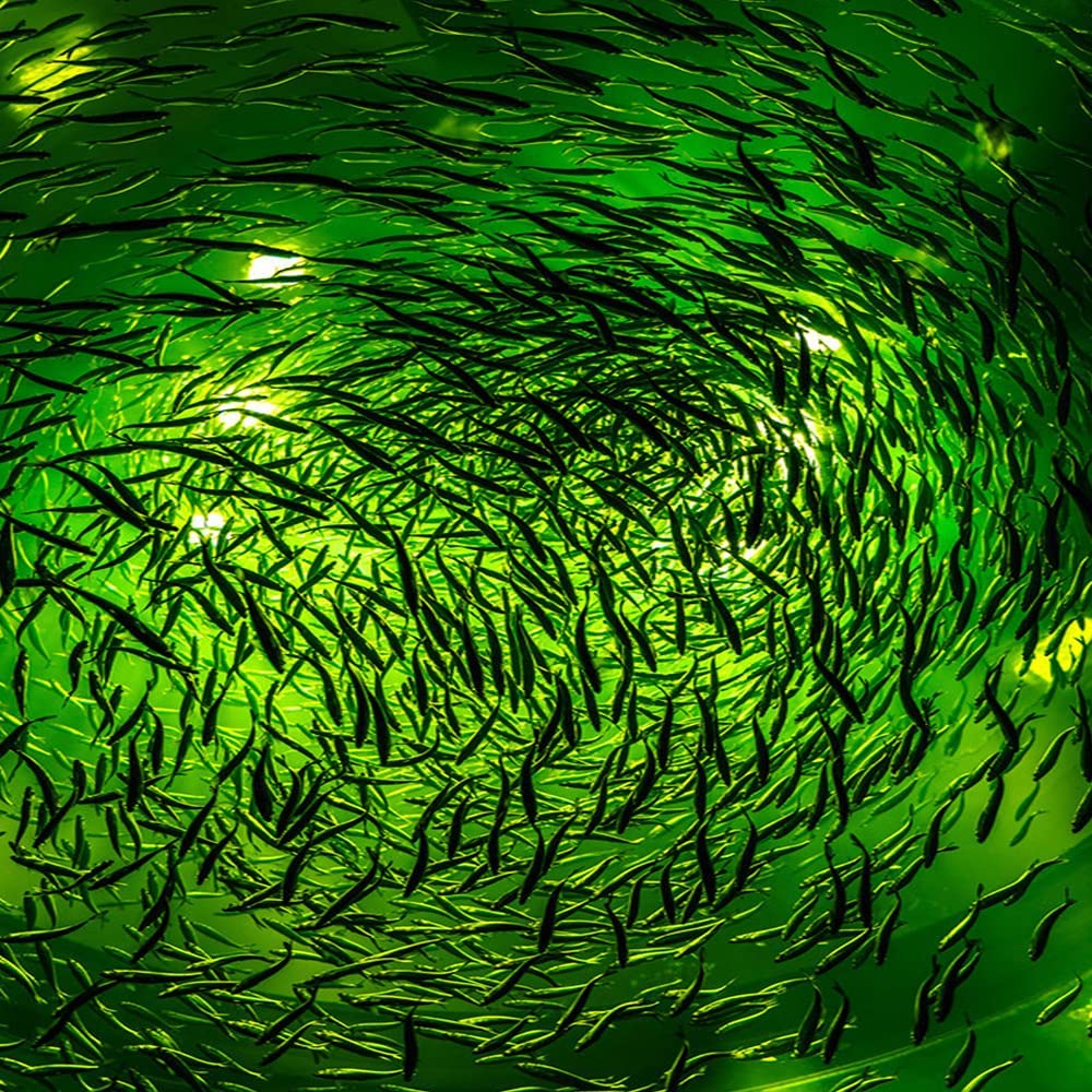 NS 500W LED Underwater Fishing Light 35,000 Lumen Night Fish Attracting Light IP68 Waterproof AC110V